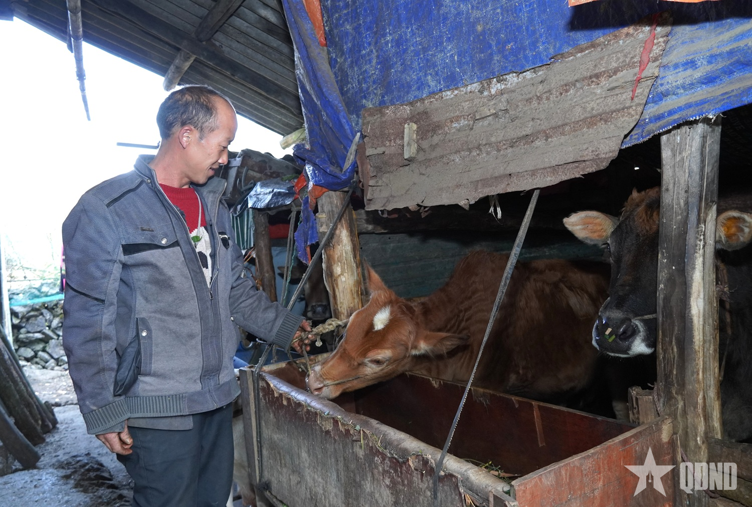 Xã biên giới Sơn Vĩ (Tuyên Quang) bảo vệ tốt đàn vật nuôi trong giá rét

